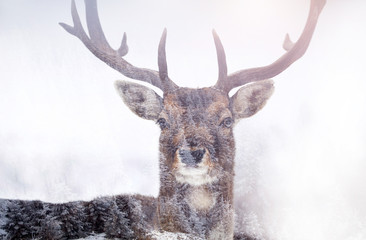 Deer and it's habitat