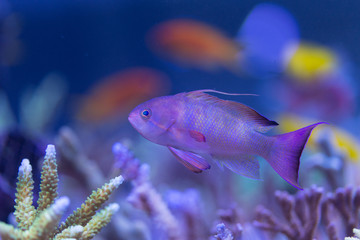 Pseudanthias nobilis Fahnenbarsch