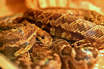 Snake in a cage, behind a glass close-up in a zoo.