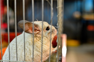White, beautiful chinchilla in a cage, in a zoo.