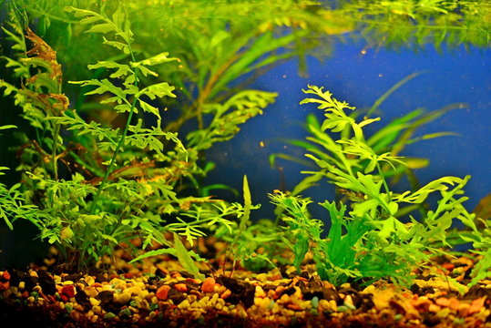 Aquarium with seaweed and fresh water, stones and soil for fish.