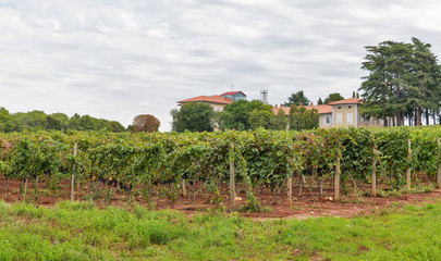 Landscape close to Porec, Crioatia.