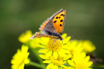 Obraz premium world up close