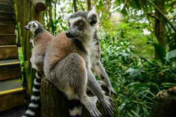 Naklejka premium Ring-tailed Lemur (Lemur catta)