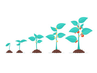 Fototapeta premium Growth of plant, from sprout to vegetable. Planting tree. Seedling gardening plant. Timeline of seeding