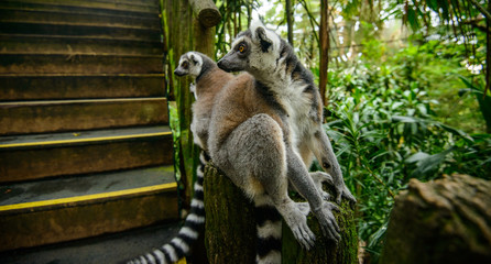 Ring-tailed Lemur (Lemur catta)