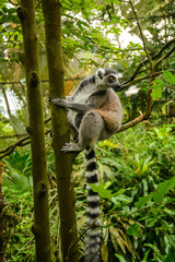 Ring-tailed Lemur (Lemur catta)
