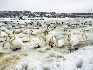 Naklejka premium Frozen Danube in Novi Sad and a lot of swans
