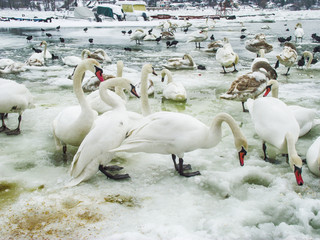 Naklejka premium Frozen Danube in Novi Sad and a lot of swans