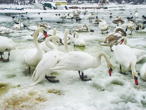 Frozen Danube in Novi Sad and a lot of swans