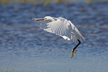 A little white heron is filmed in the air with folded wings on a blurred background of blue water