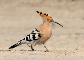 Close-up photo of hoopoe walking on the ground