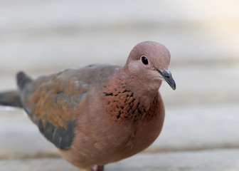 The laughing dove (Spilopelia senegalensis) sits on the ground close up photo