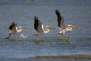 Three white pelicans lined up in a run for takeoff from the water