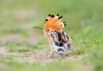 An unusual frame hoopoe with an open crown sits on the grass and shrugs. View from the back of the...