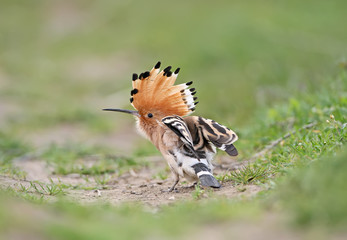 An unusual frame hoopoe with an open crown sits on the grass and shrugs. View from the back of the bird