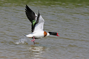 A male shelduck take off fron the green water