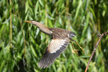 A female little bittern jumping from the branch on water