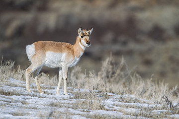Pronghorn