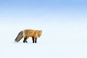 Red Fox