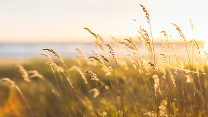 Selective soft focus of beach dry grass, stalks blowing in the wind at golden sunset light, horizontal, blurred sea on background, copy space/ Nature, summer, grass concept - obrazy, fototapety, plakaty
