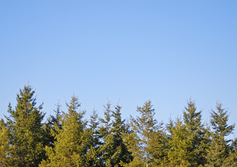 木　常緑　空　素材