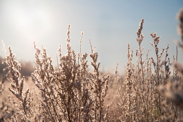 Winter field in sunlight