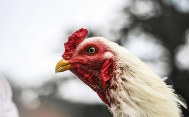 White Rooster 