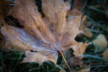 lonely leaf covered in ice