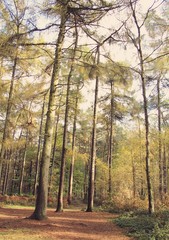 Belgium Forest