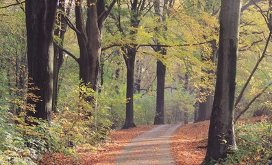 Belgium Forest