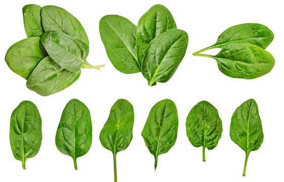 Healthy diet. spinach. greenery. For cooking food. Diet. For your design. isolated.