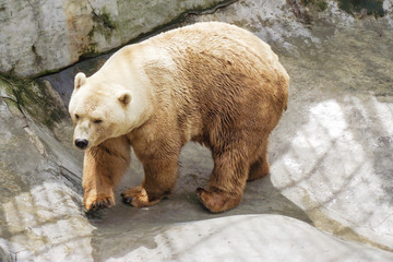 Naklejka premium Bear in a Zoo