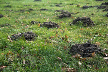 Naklejka na ściany i meble Molehills in the grass destroy the evenly lawn in the garden, but the moles also loosen the earth and eat pests like grubs and snails