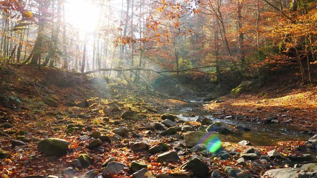 The river in autumn forest and the sun shining through the foliage.