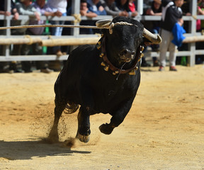 toro en españa