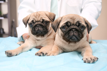 Veterinarian with cute pug puppies in clinic