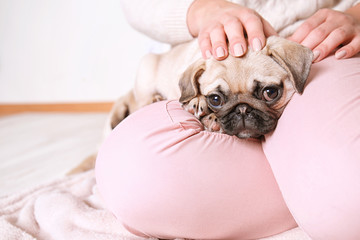 Woman with cute pug puppy at home, closeup