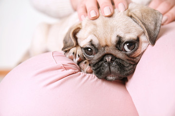 Woman with cute pug puppy at home, closeup