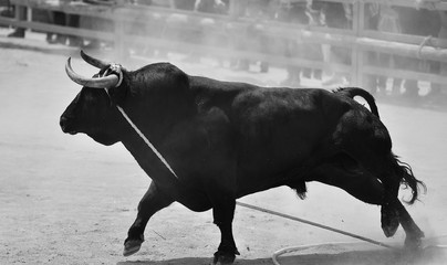 toro en españa
