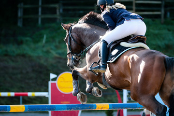 horse in jumping tournament, over or between jumps..