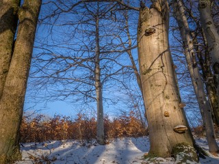 Bracket fungus on beech tree