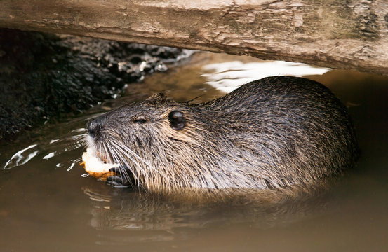 Coypu eating bit of celery on the water