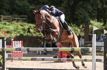 horse in jumping tournament, over or between jumps..