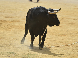 toro en españa
