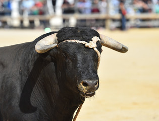 toro en españa
