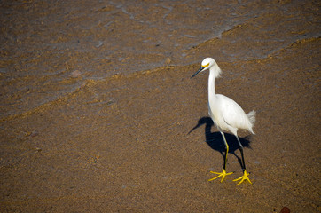 Garza con pata amarillas 