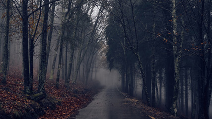 Scenic view of road in forest during fog