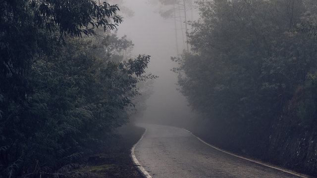 Misty forest road