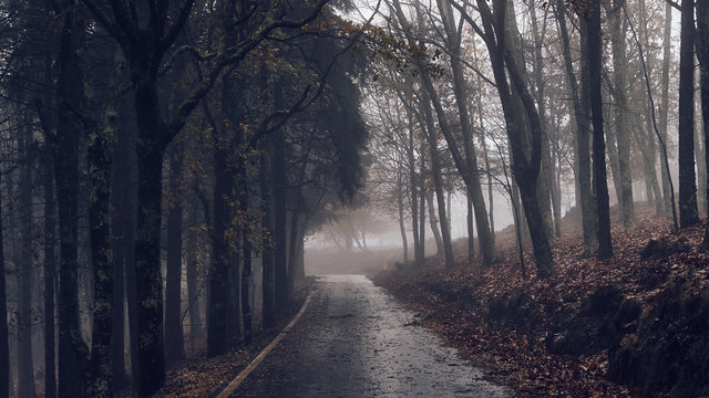 Scenic view of road in forest during fog